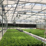 Greenhouse
